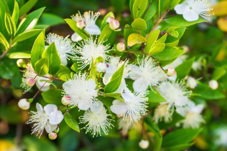 7 Amazing Uses and Benefits of Common Myrtle Flowers