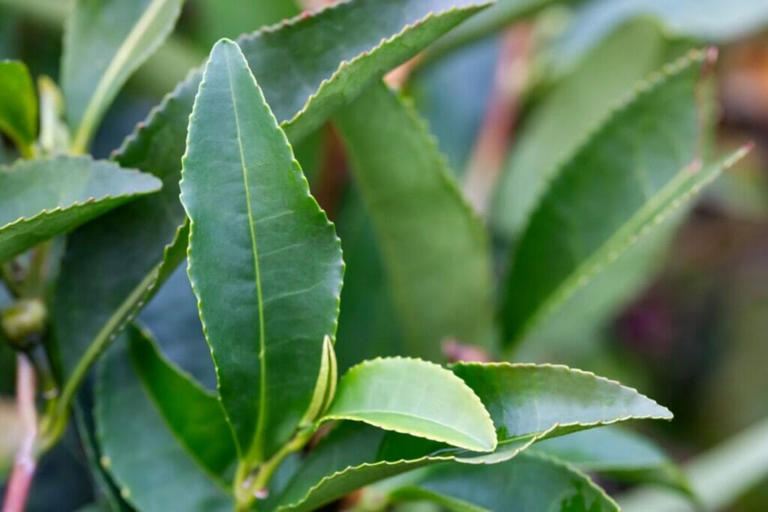 Troubleshooting Curling Camellia Leaves: What You Need to Know