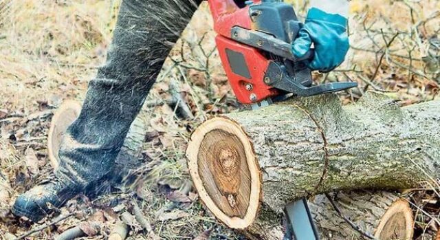 δέντρο καταπλάκωσε 57χρονο υλοτόμο στη βόρεια εύβοια