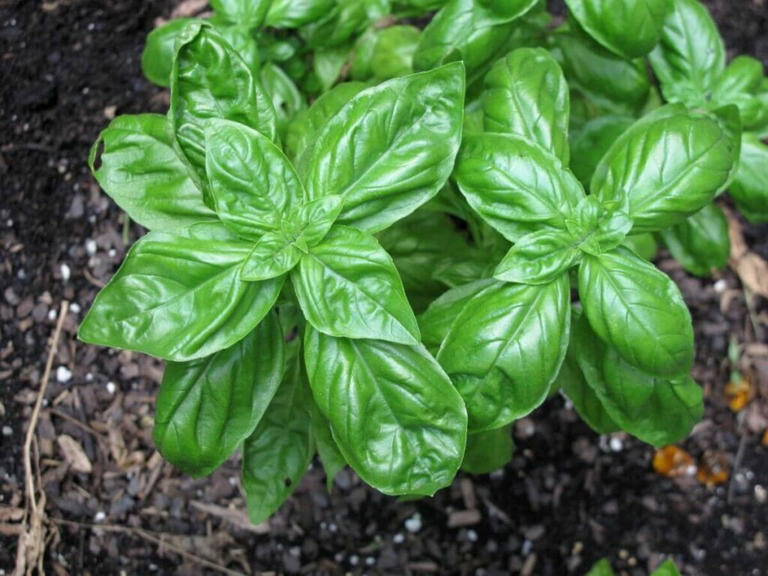 Best Soil Types For Thriving Basil Plants