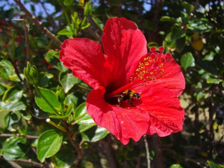 14 Beautiful Types Of Red Hibiscus Flowers