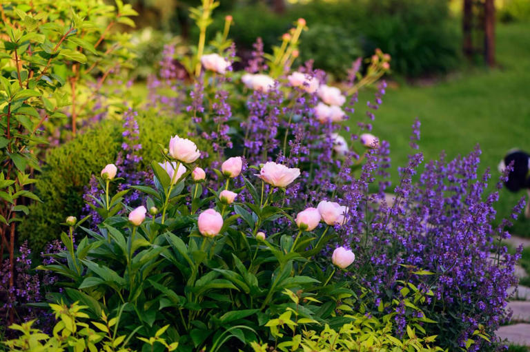 10 Best Companion Plants For Peony Flowers