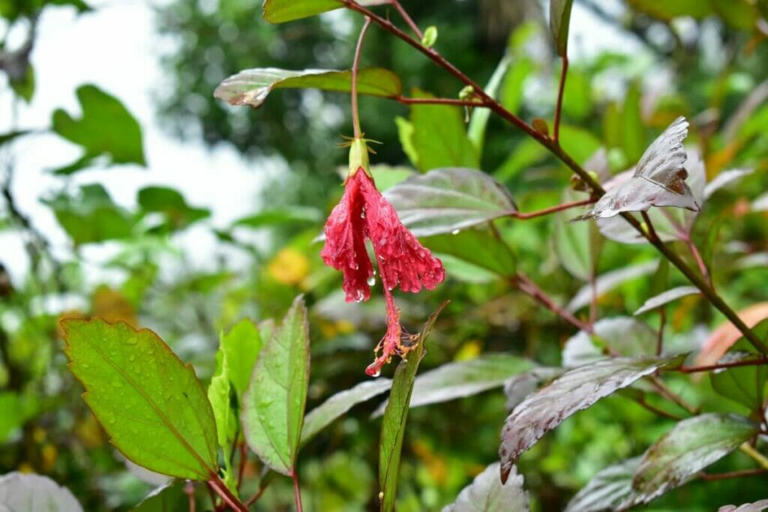 9 Common Hibiscus Pests and How to Deal With Them