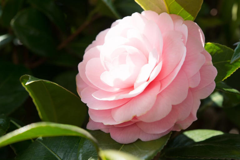 How to Dry and Preserve Camellia Flowers