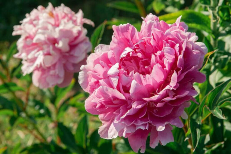 Peonies in California: A Growing Guide for West Coast Gardens