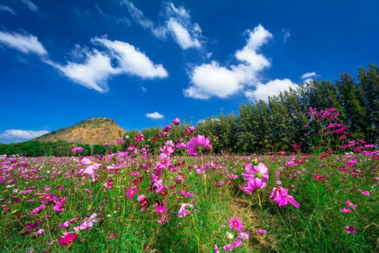 Cosmos Flower Meaning In Floriography