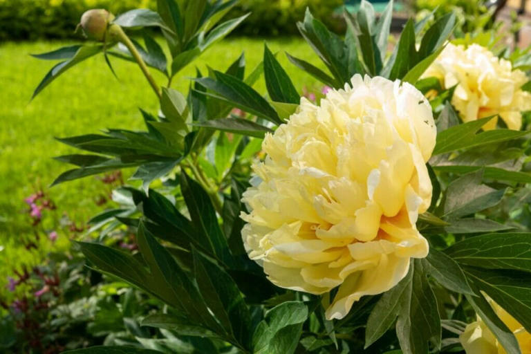 Types of Peony Flowers (Tree, Herbaceous, and Itoh) + 43 Popular Varieties