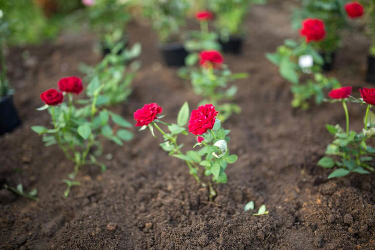 how-to-grow-roses-from-seed