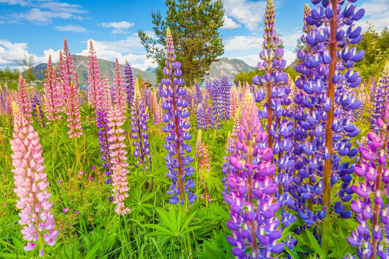 10 Stunning Perennial Wildflowers To Admire