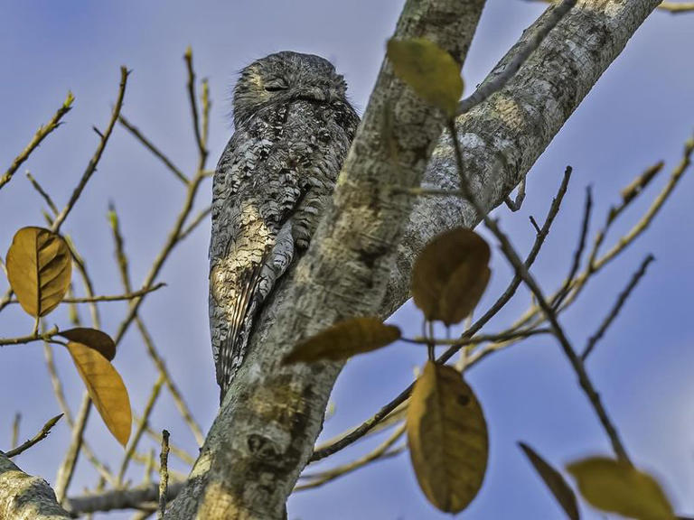 30 Most Unusual Rainforest Animals