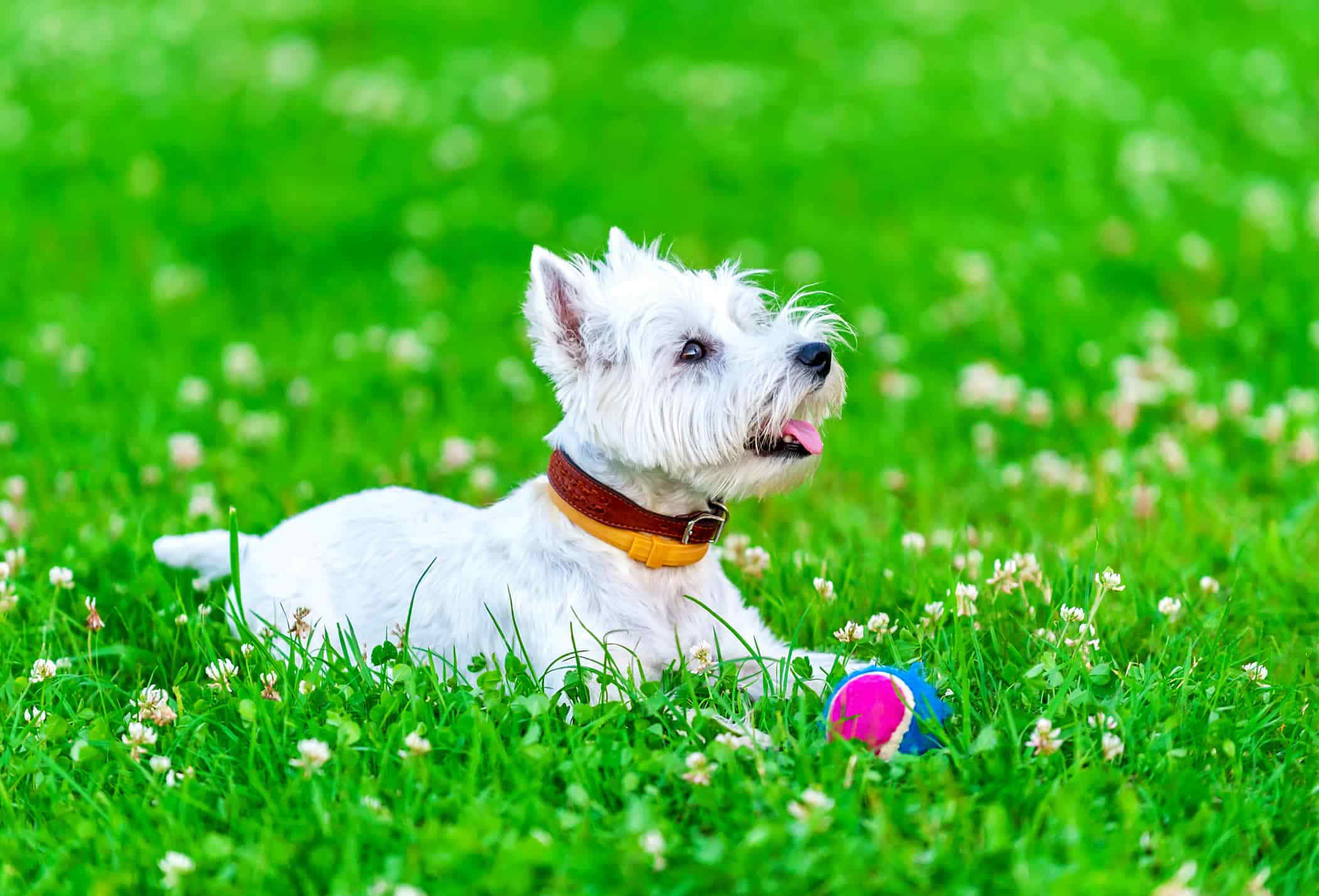 How to Groom a Westie: 6 Important Steps to Follow