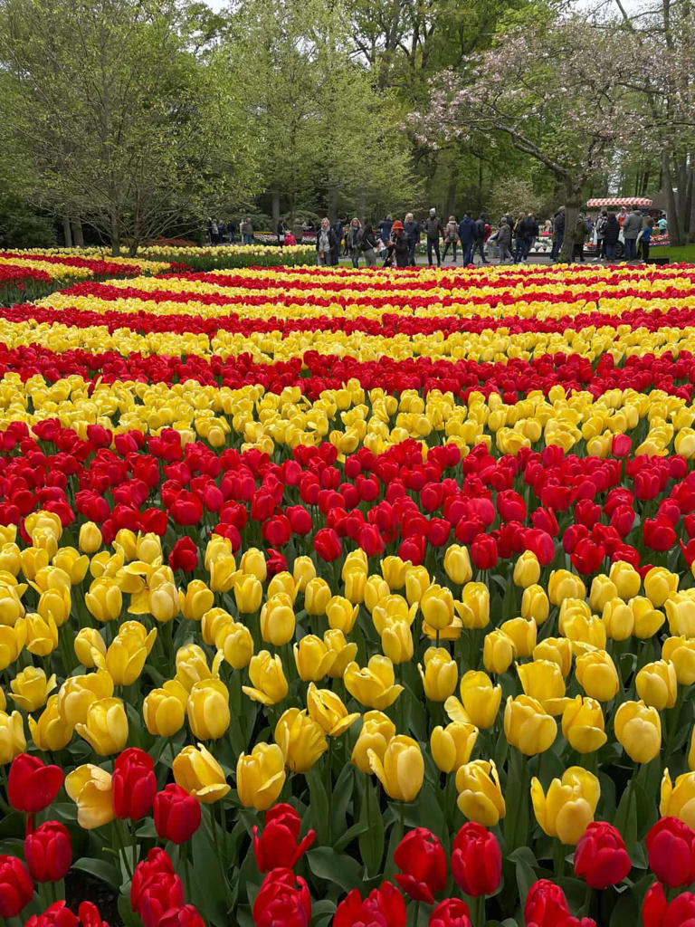 Amsterdam in Full Bloom: Your 2024 Guide to Tulip Season’s Best Views