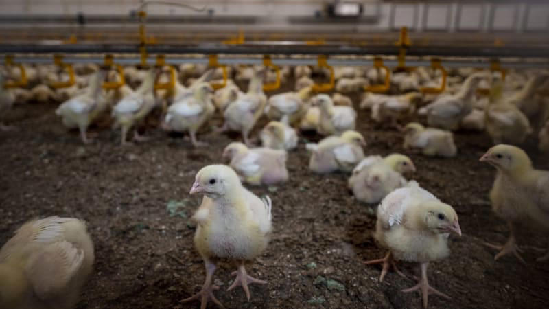 oblíbený český řetězec podal žalobu na ochránce zvířat. vadí mu kritika chovu kuřat