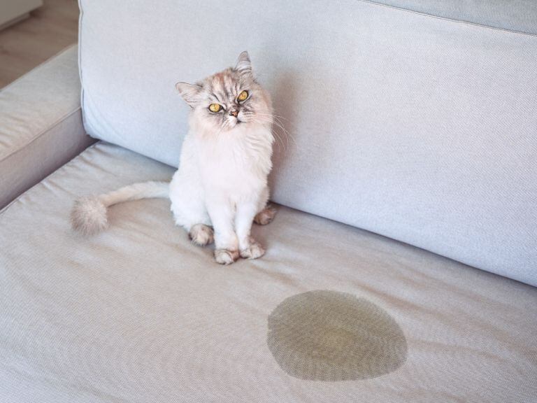 ¿por qué un gato orina por todas partes dentro de la casa? así puede dejar de hacerlo