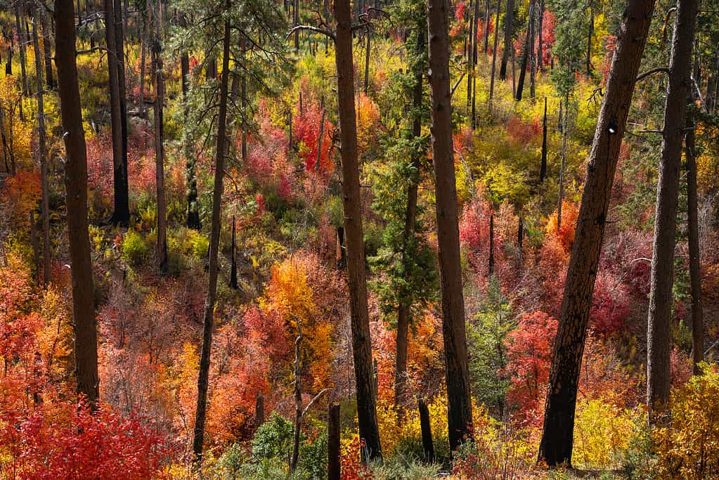 10 Places to See Bears in North Carolina This Fall