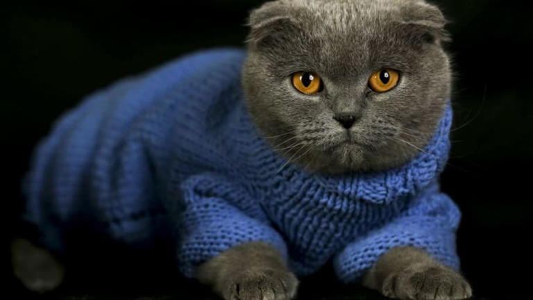 The Origins Of 15 Fascinating Cat Breeds