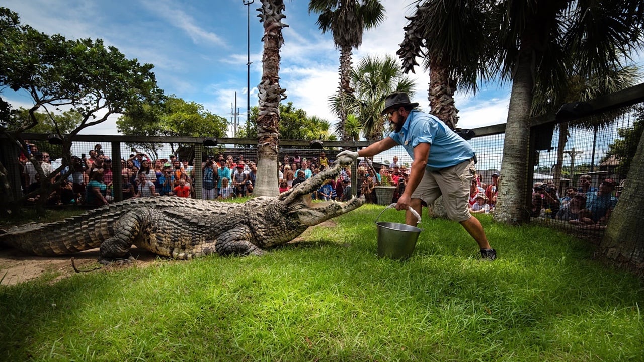 <p>It wouldn’t be a truly authentic Southern vacation if you didn’t see an alligator or two on your trip. At Alligator Adventure, guests can look upon a massive variety of exotic wildlife, from ultra-rare albino gators to an 18-foot crocodile almost as large as Godzilla.</p>