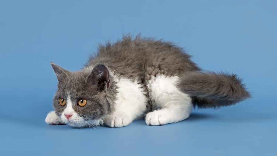 The Origins Of 15 Fascinating Cat Breeds