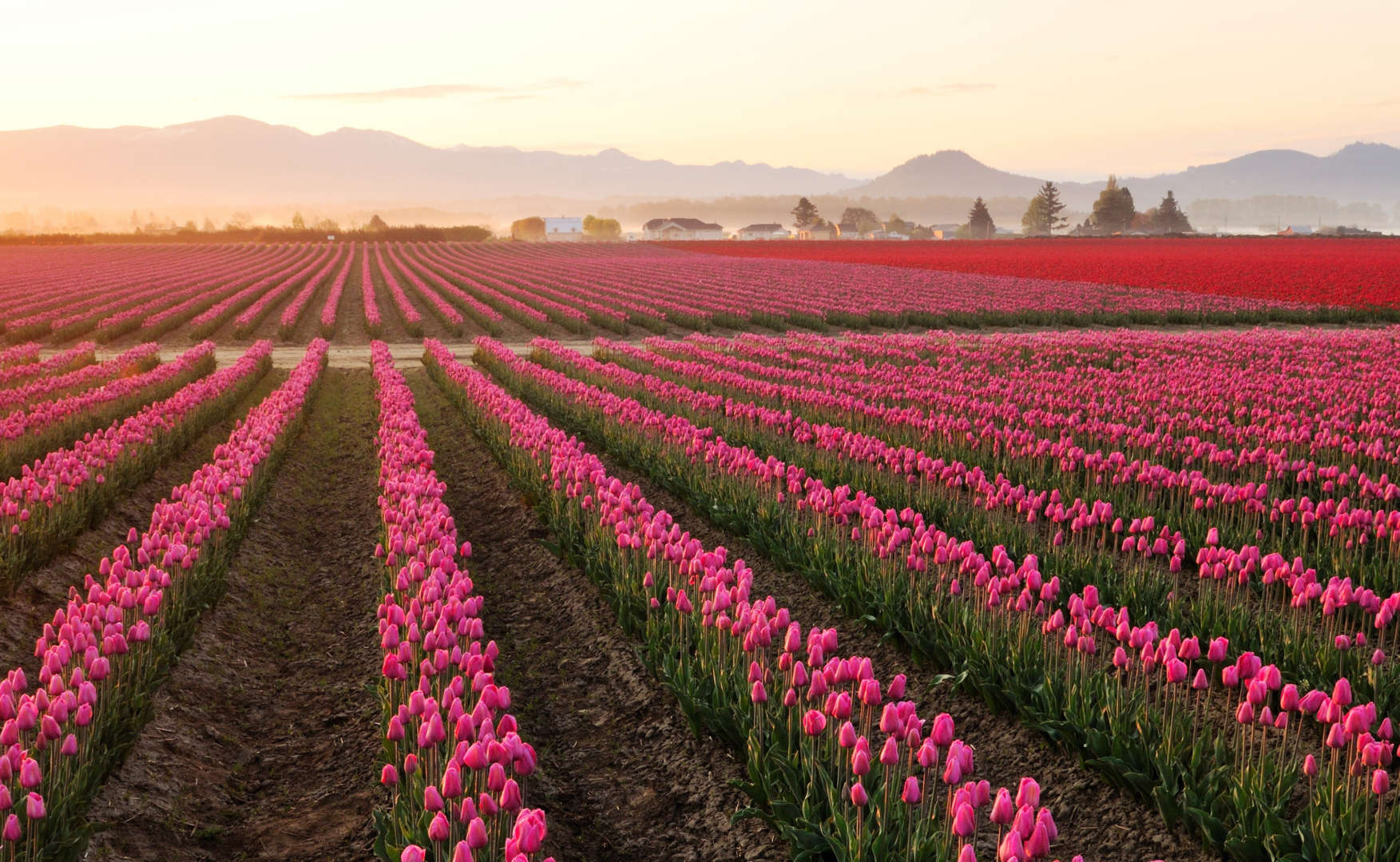 Skagit Valley Tulip Fields, Washington