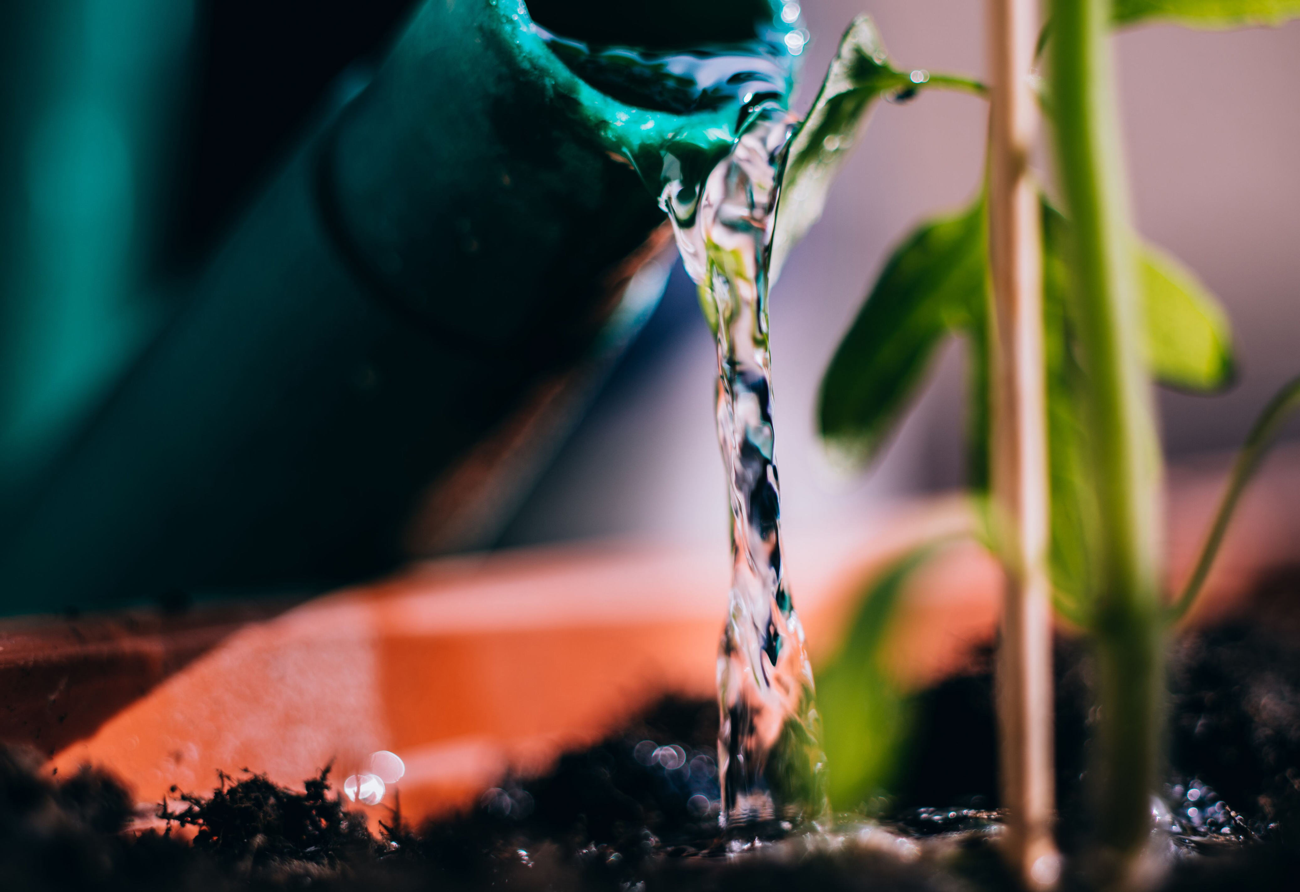 ¿qué pasa si riega sus plantas con agua de lluvia?