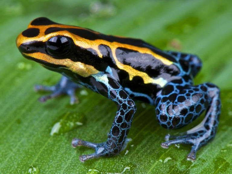 30 Most Unusual Rainforest Animals