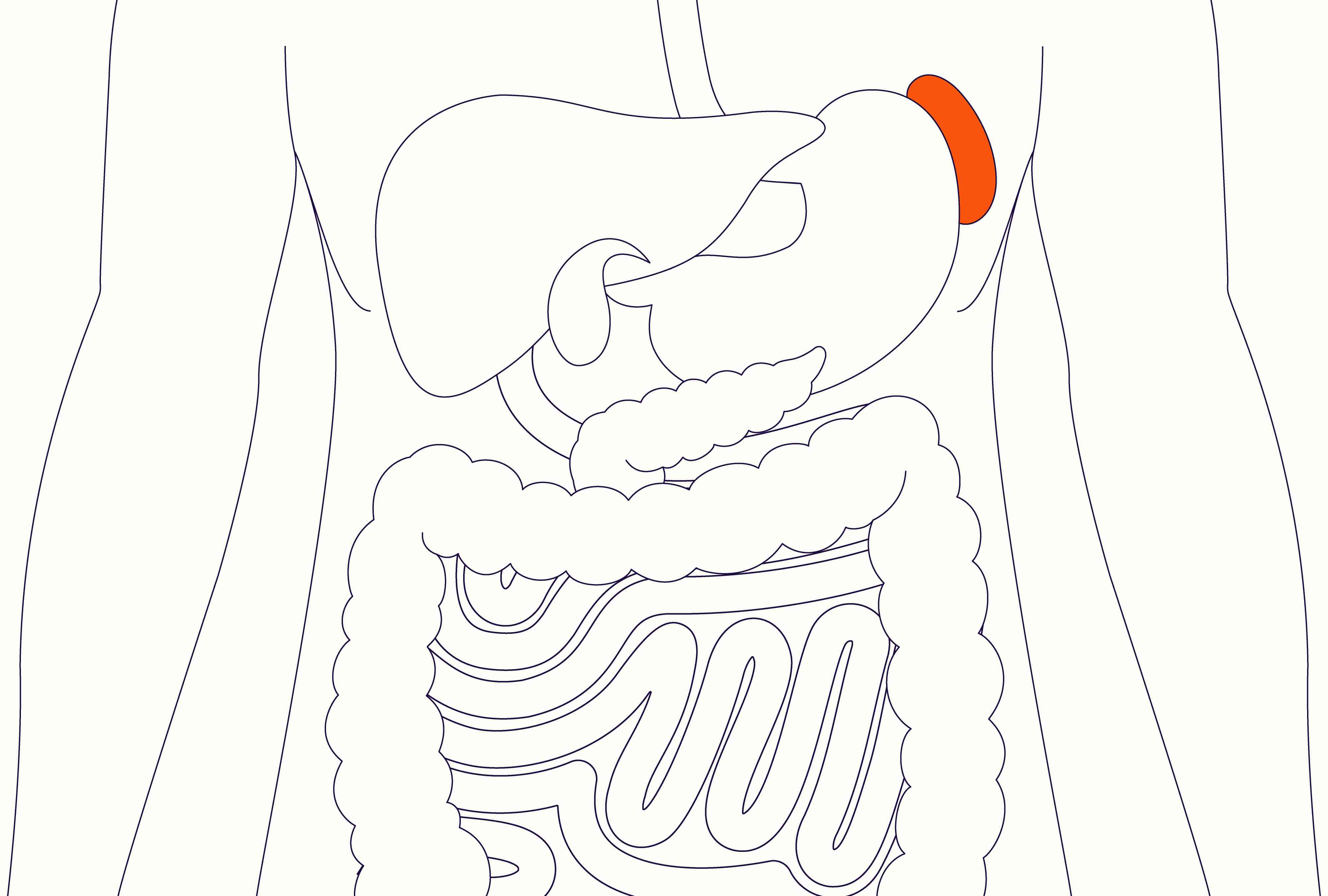 What You Need To Know About Your Spleen   BB1gY293.img