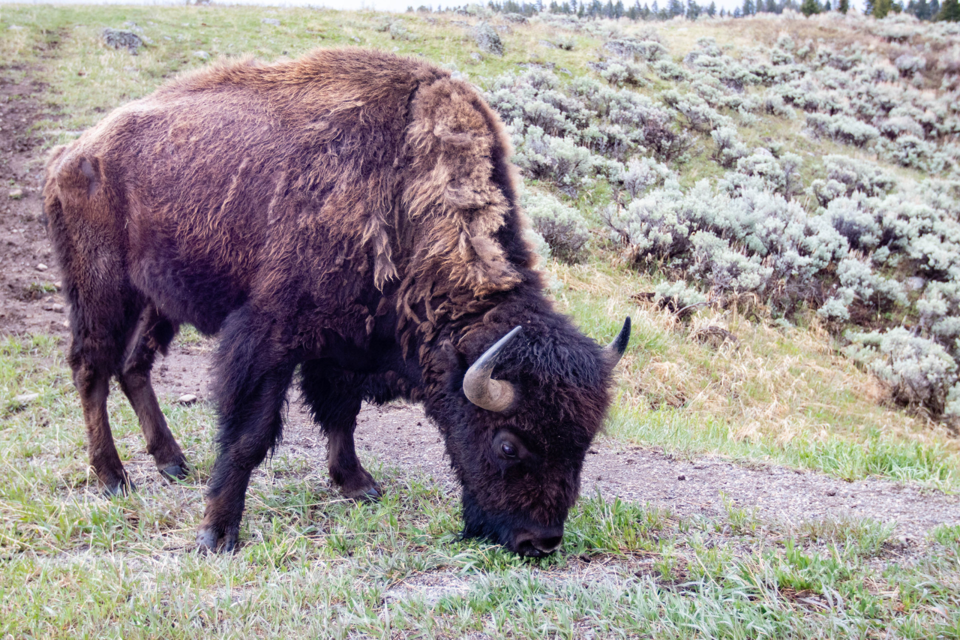 Brilliant facts about the American bison