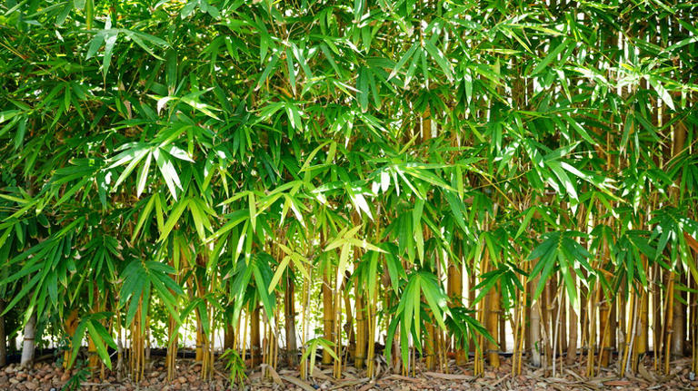 Why Your Bamboo Plants Are Turning Yellow (And The Simplest Way To Fix It)