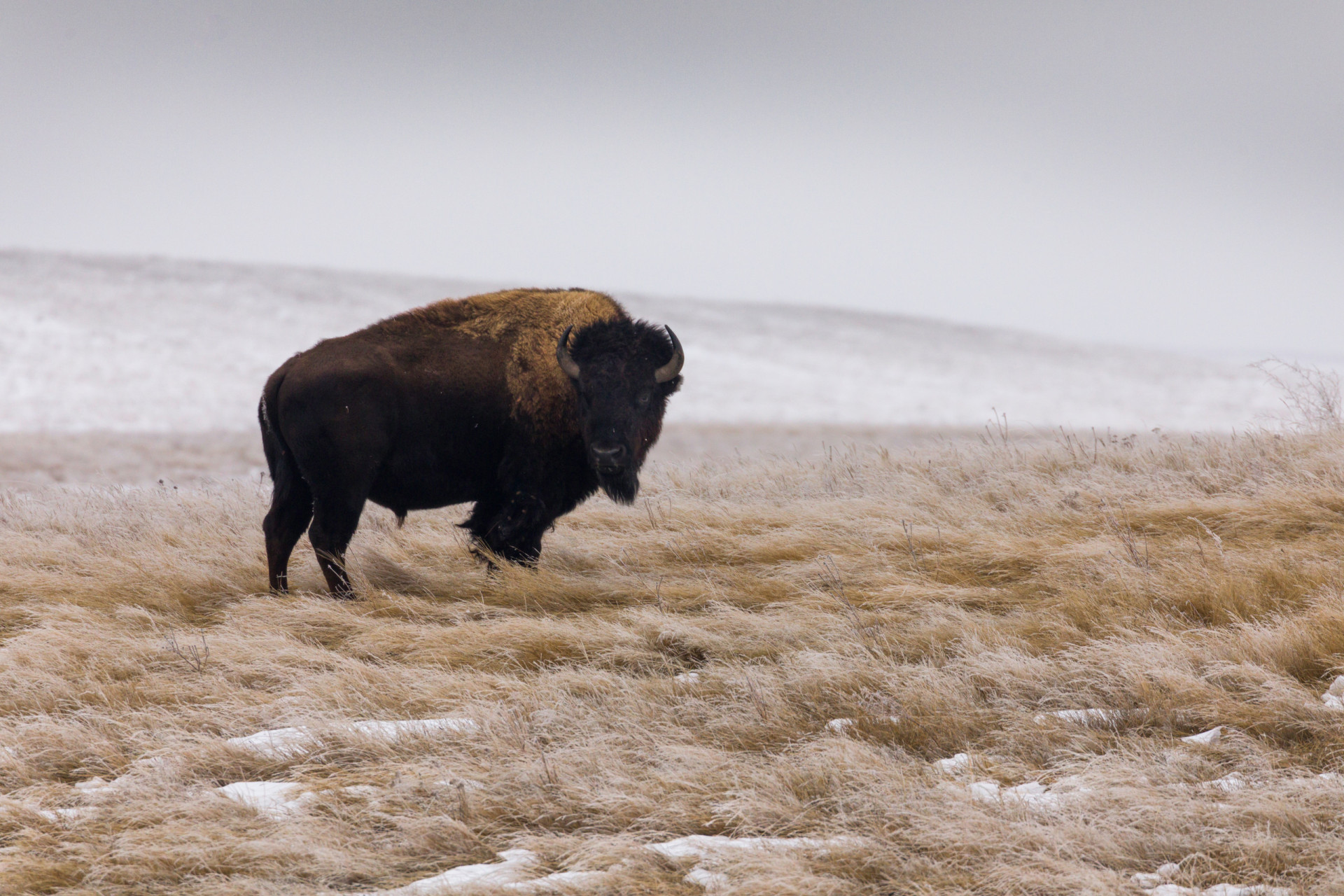 Brilliant facts about the American bison