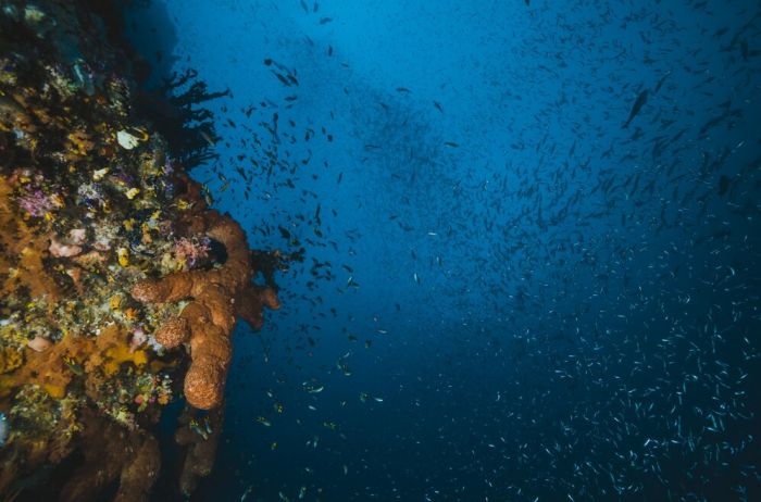 hallazgo científico: una meseta submarina en el océano pacífico no para de crecer desde la era de los dinosaurios