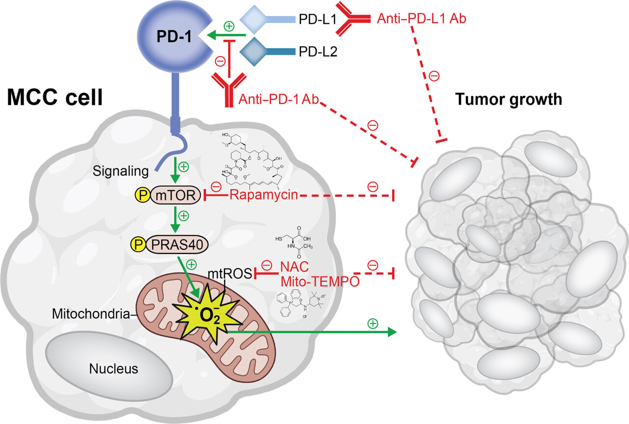 Study Identifies New PD-1 Immune Checkpoint Mechanism Promoting Merkel ...