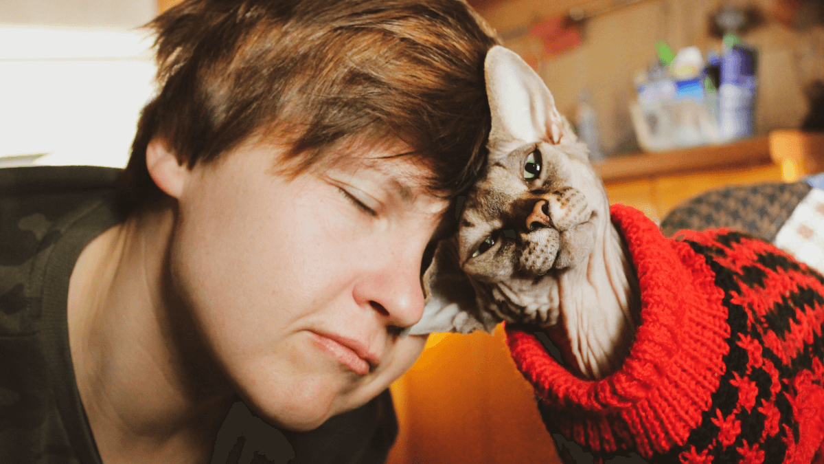 Why does my cat headbutt me?