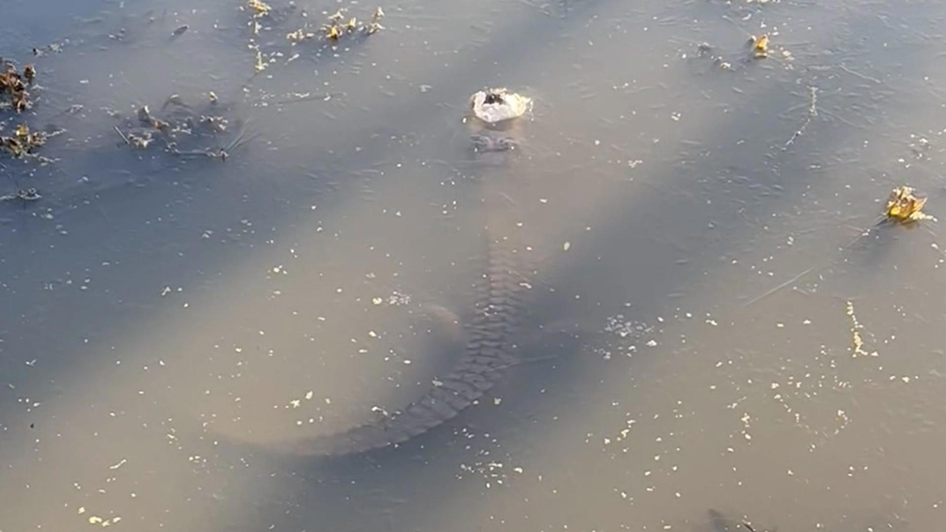 Alligator survives in frozen pond by sticking out its snout