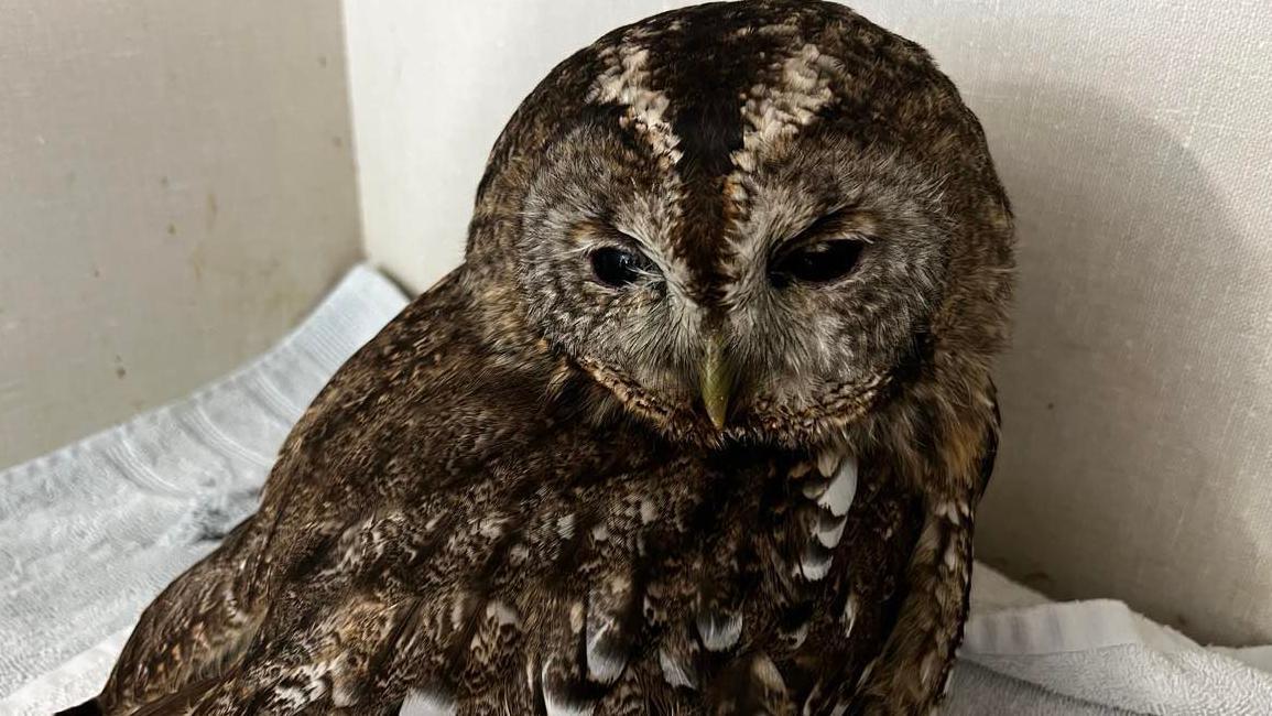 'dead owl' wakes up in car footwell after rescue
