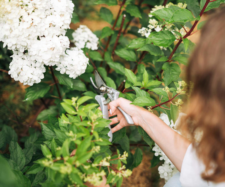 How And When To Prune An Oakleaf Hydrangea – Pick The Right Moment Or 