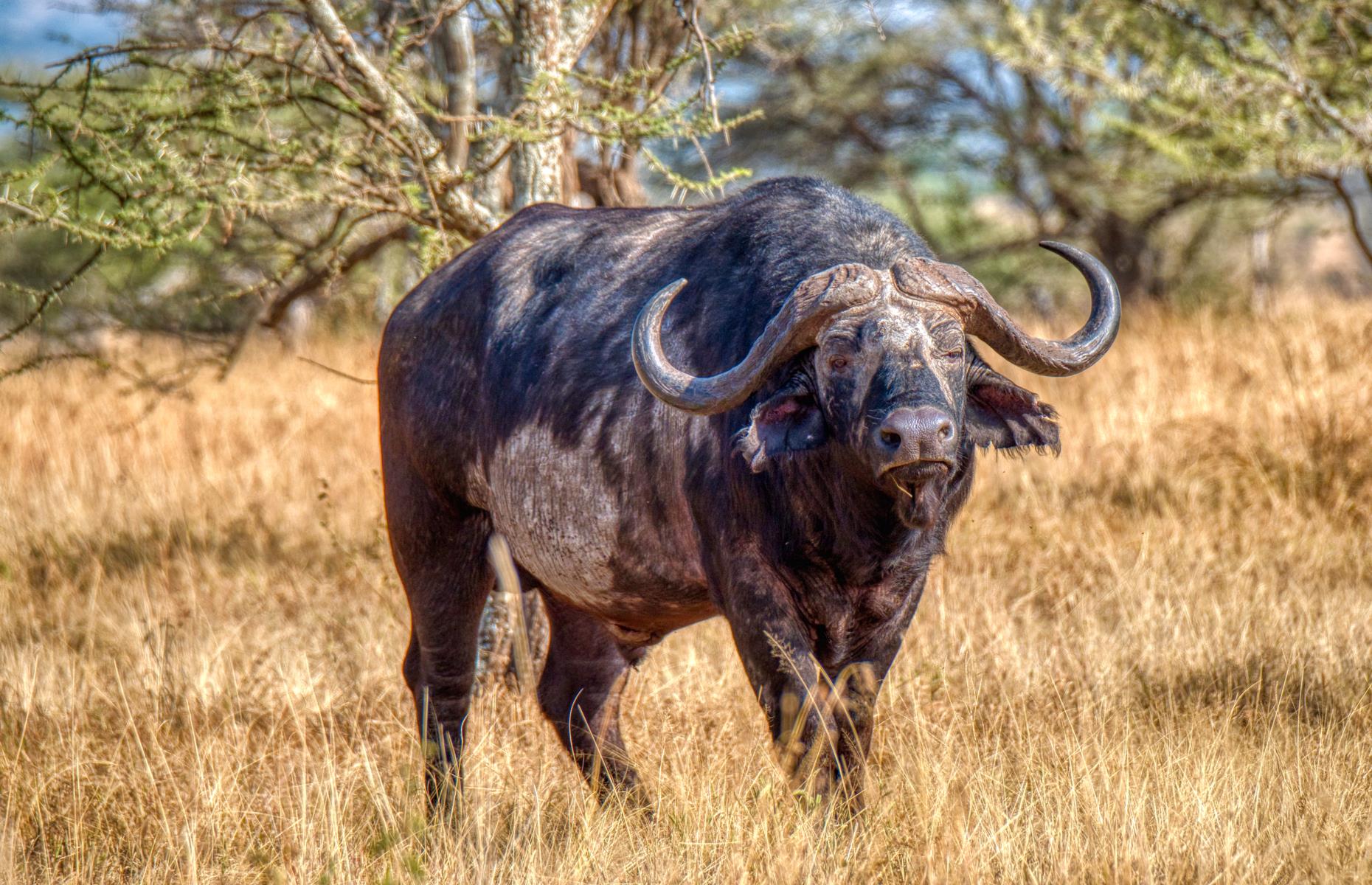 32 of the most dangerous animals on Earth – some might surprise you