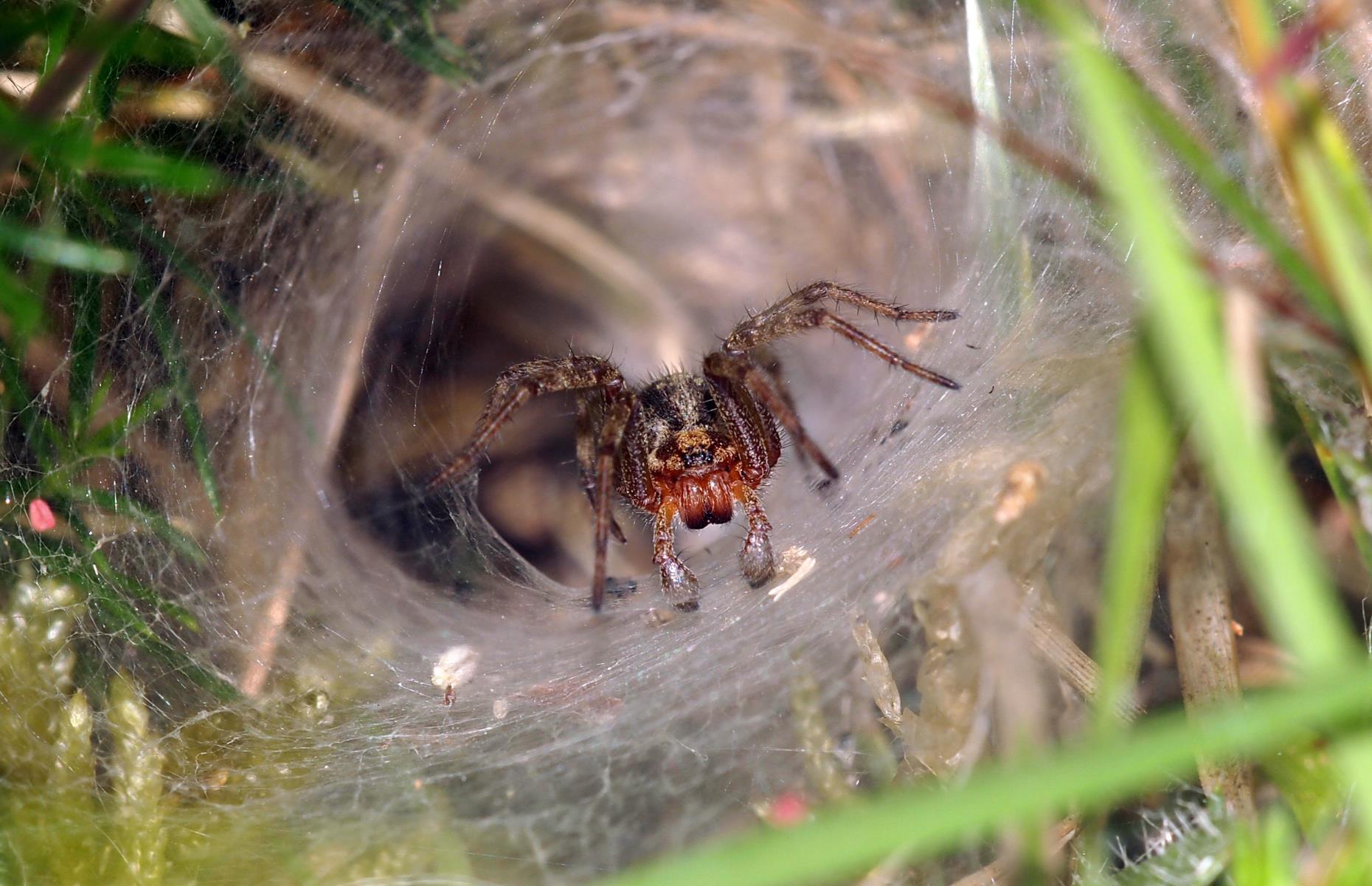 Keep your distance: the world's deadliest animals