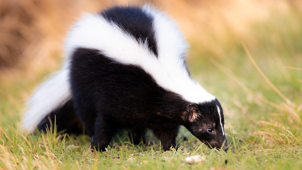 <p>According to some, Coca-Cola has the power to remove the oils from a skunk spray. It seems a bit dubious but you’d better exhaust all options if you’re having trouble getting rid of the smell of a skunk.</p>