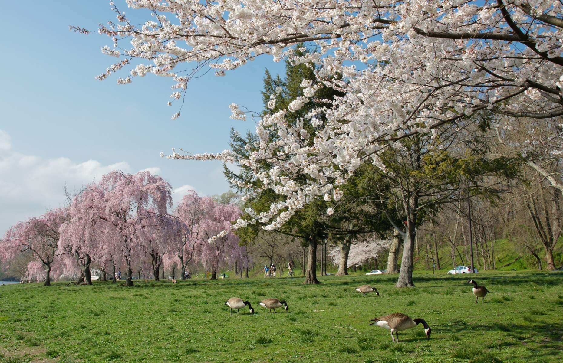 REVEALED America's Best City Parks