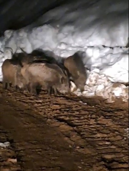 yiyecek arayan domuz sürüsü köy yolunda görüntülendi
