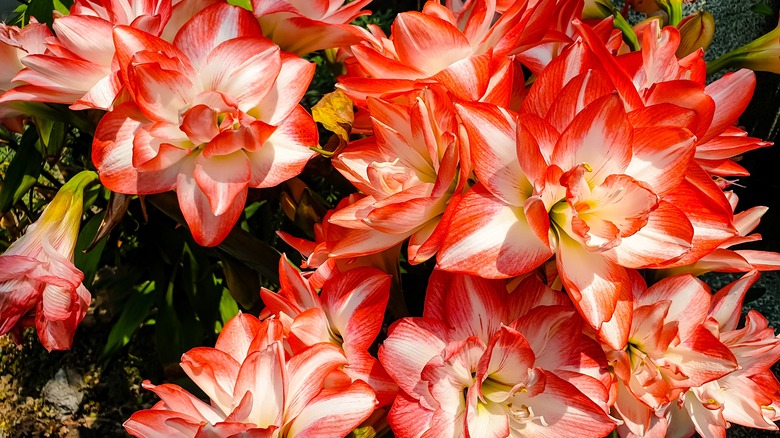 Banish Your Amaryllis Bulbs' Worst Enemy With This DIY Solution