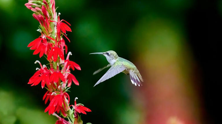 The Colorful Flower You Should Add To Your Garden To Attract Hummingbirds