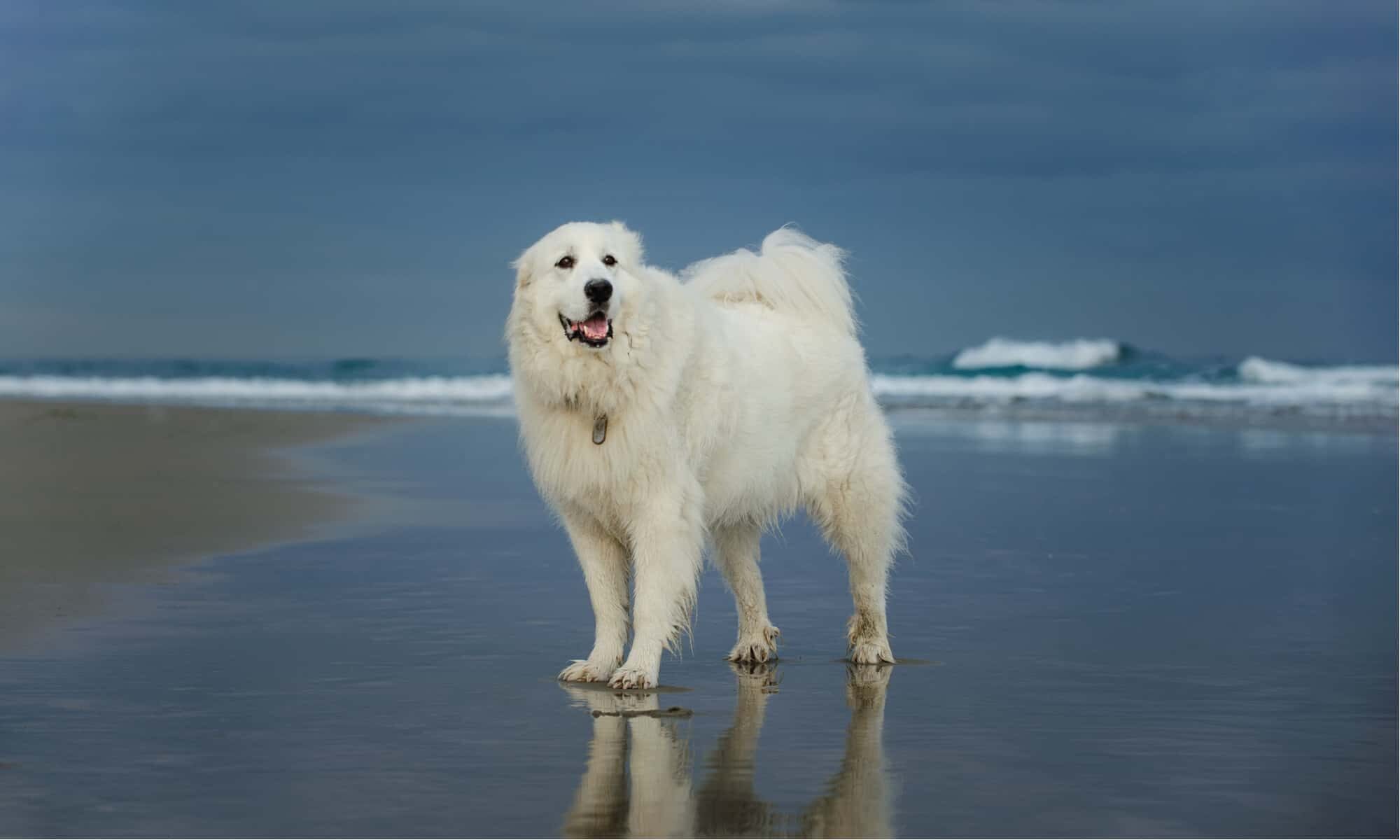 The most popular large white dog breeds
