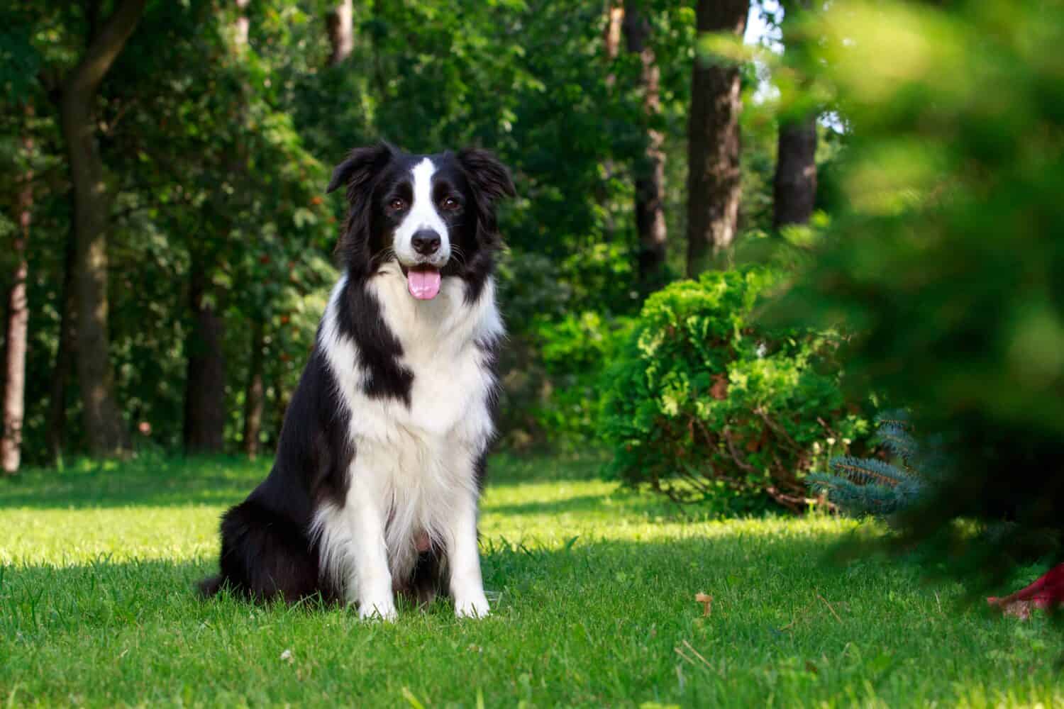 7 Dog Breeds Most Similar to Border Collies