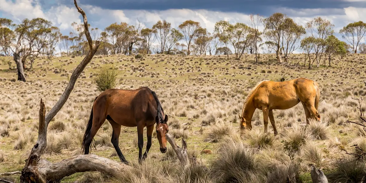 ambientalistas y 50.000 ciudadanos exigen que caballos salvajes no sean asesinados a tiros