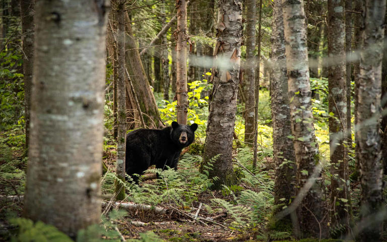 6 Places You’re Most Likely to Encounter a Bear in West Virginia This