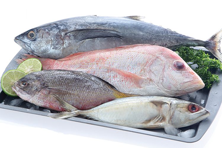 daftar 5 ikan laut yang beracun, baiknya jangan dikonsumsi