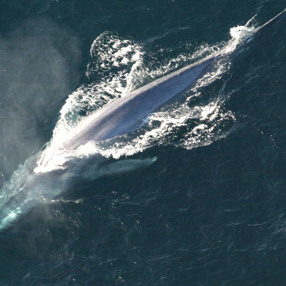 ¡Impensable! Cuán grande es el corazón de la ballena azul, el animal ...