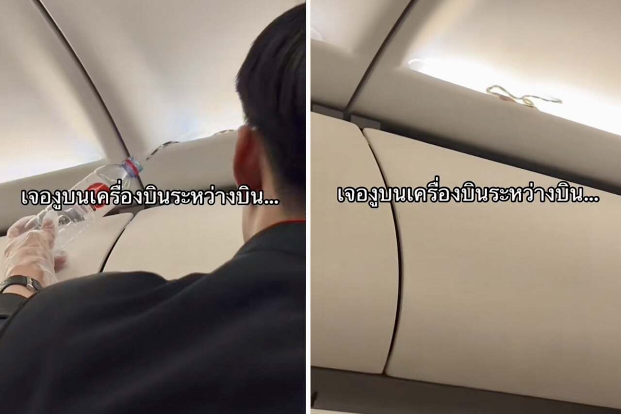 cobra aparece em compartimento de bagagem e instala o caos em voo na tailândia