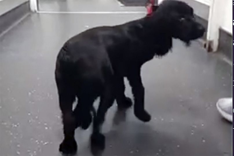 regno unito: cane trovato con sei zampe torna a camminare